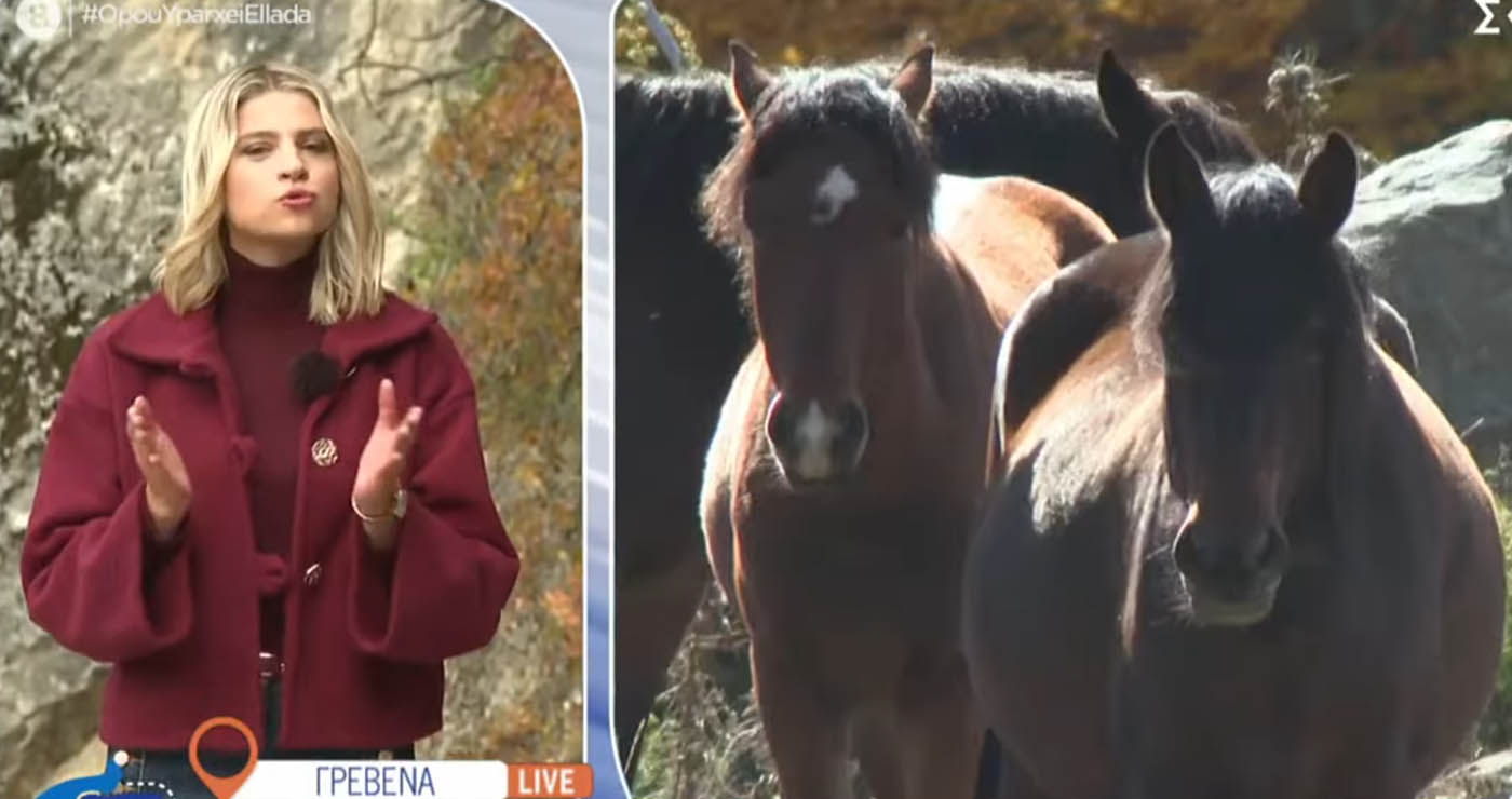 «Όπου Υπάρχει Ελλάδα»: Μυστήριο με τον φρικιαστικό θάνατο πέντε αλόγων στη Σαμαρίνα Γρεβενών