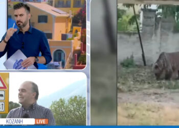 Αναρράχη: Καλλιέργειες ρημαγμένες από τις αρκούδες -Οι κάτοικοι ζητούν μέτρα – Τι λέει ο Δ/ντης Δασών για την αύξηση του πληθυσμού