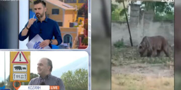 Αναρράχη: Καλλιέργειες ρημαγμένες από τις αρκούδες -Οι κάτοικοι ζητούν μέτρα – Τι λέει ο Δ/ντης Δασών για την αύξηση του πληθυσμού