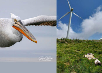 “Αναβολές & αποφάσεις που κόβουν φτερά…” – 6 οργανώσεις μιλούν για τους πελεκάνους της Δυτικής Μακεδονίας (Βίντεο)