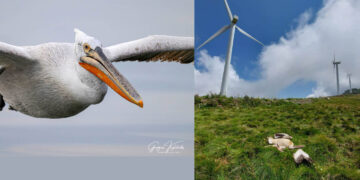 “Αναβολές & αποφάσεις που κόβουν φτερά…” – 6 οργανώσεις μιλούν για τους πελεκάνους της Δυτικής Μακεδονίας (Βίντεο)