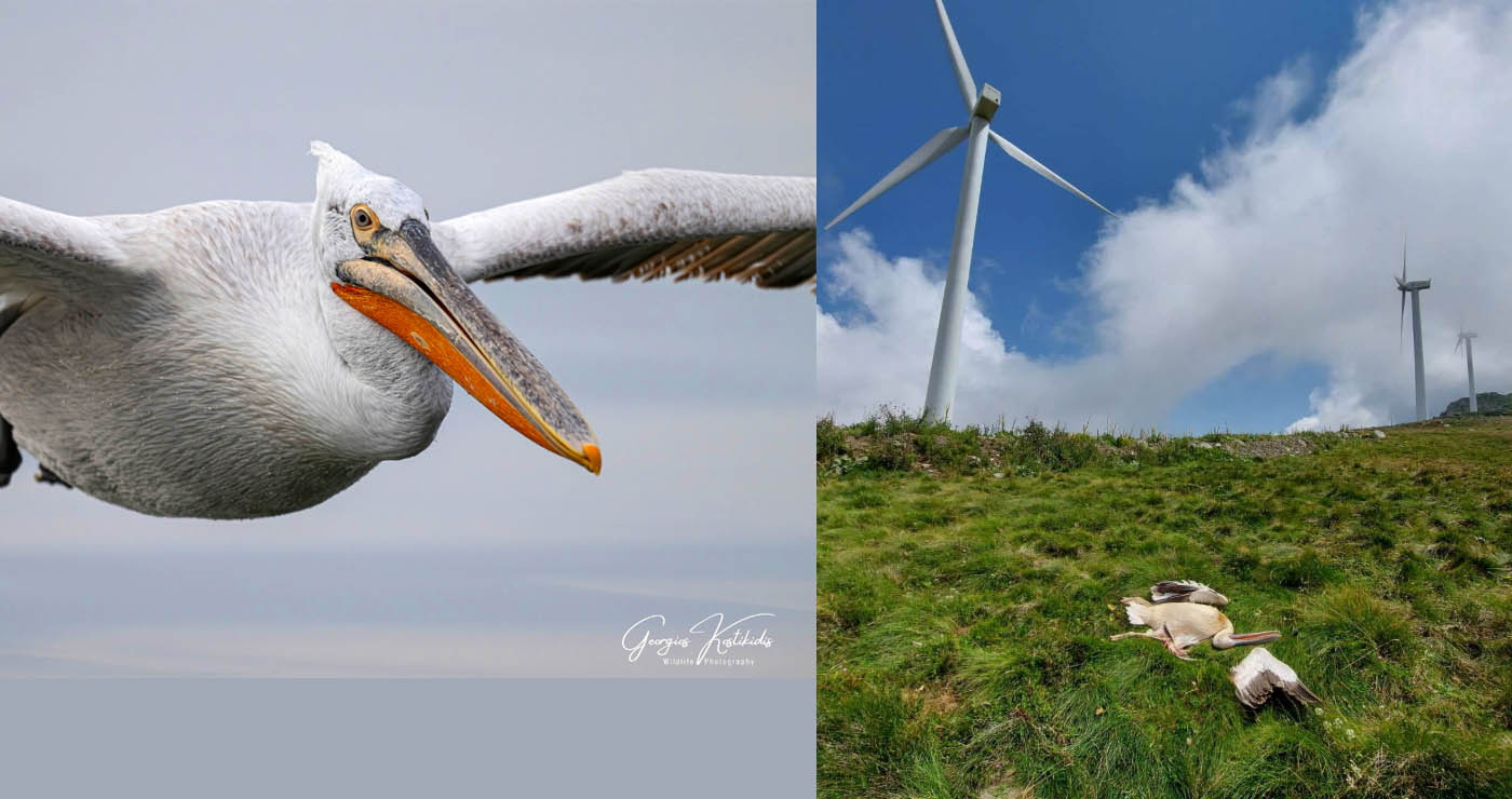 “Αναβολές & αποφάσεις που κόβουν φτερά…” – 6 οργανώσεις μιλούν για τους πελεκάνους της Δυτικής Μακεδονίας (Βίντεο)