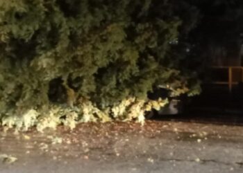 Πτολεμαΐδα: Πτώση μεγάλου δέντρου – Καταπλάκωσε αυτοκίνητο (εικόνες)