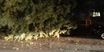 Πτολεμαΐδα: Πτώση μεγάλου δέντρου – Καταπλάκωσε αυτοκίνητο (εικόνες)