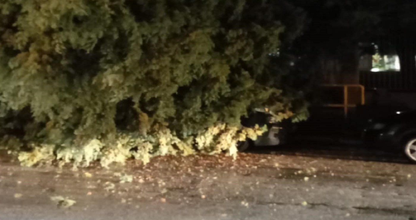 Πτολεμαΐδα: Πτώση μεγάλου δέντρου – Καταπλάκωσε αυτοκίνητο (εικόνες)