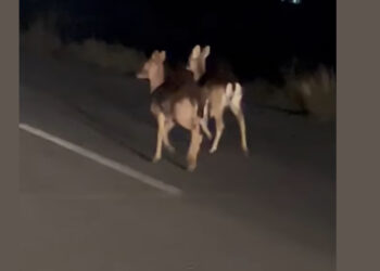 2 ζαρκάδια “βγήκαν βόλτα” στο δρόμο προς Ασβεστόπετρα (Βίντεο)