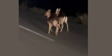 2 ζαρκάδια “βγήκαν βόλτα” στο δρόμο προς Ασβεστόπετρα (Βίντεο)