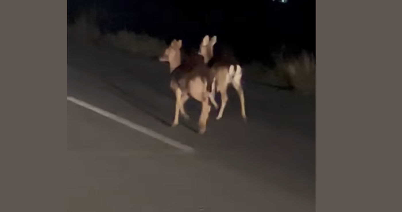 2 ζαρκάδια “βγήκαν βόλτα” στο δρόμο προς Ασβεστόπετρα (Βίντεο)