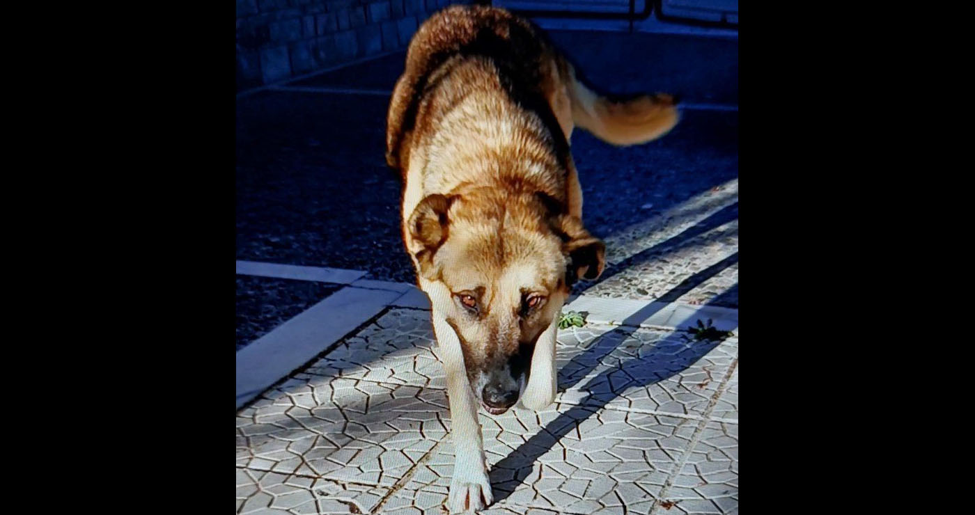 Ολυμπιάδα: Αγέλη αδέσποτων επιτίθεται σε ζώα και κατοίκους – «Η κατάσταση έχει ξεφύγει»