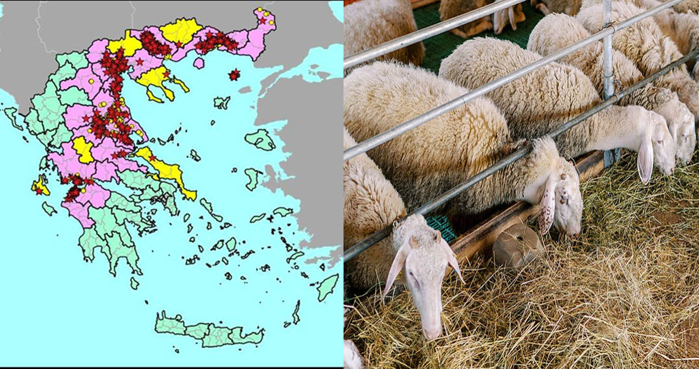 Οδηγίες για τις μετακινήσεις αιγοπροβάτων ενόψει της εορταστικής περιόδου από το ΥΠΑΑΤ