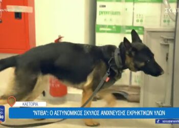 Καστοριά: “Ντίβα”, ο αστυνομικός σκύλος ανίχνευσης εκρηκτικών υλών