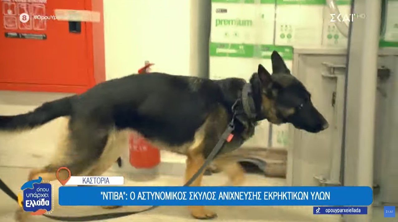 Καστοριά: “Ντίβα”, ο αστυνομικός σκύλος ανίχνευσης εκρηκτικών υλών