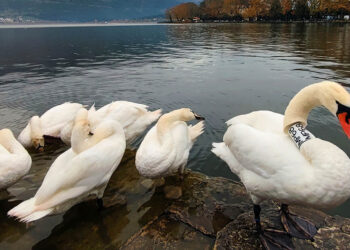 Συγκίνηση στην Καστοριά: Ο κύκνος που πένθησε… έγινε πατέρας στα Ιωάννινα