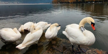 Συγκίνηση στην Καστοριά: Ο κύκνος που πένθησε… έγινε πατέρας στα Ιωάννινα
