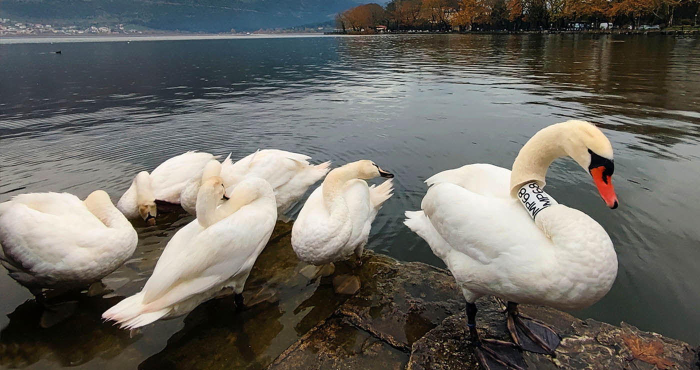 Συγκίνηση στην Καστοριά: Ο κύκνος που πένθησε… έγινε πατέρας στα Ιωάννινα