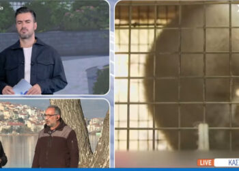 “Όπου Υπάρχει Ελλάδα”: Εισβολή πεινασμένων Μινκ στην Καστοριά