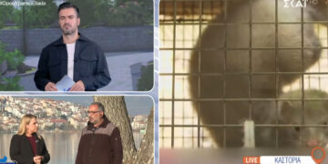 “Όπου Υπάρχει Ελλάδα”: Εισβολή πεινασμένων Μινκ στην Καστοριά
