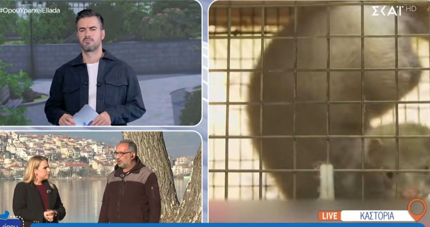 “Όπου Υπάρχει Ελλάδα”: Εισβολή πεινασμένων Μινκ στην Καστοριά