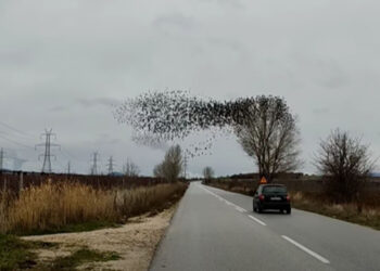 Φιλώτας: Μαγευτικό σμήνος ψαρονιών χόρεψε στον ουρανό