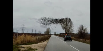 Φιλώτας: Μαγευτικό σμήνος ψαρονιών χόρεψε στον ουρανό
