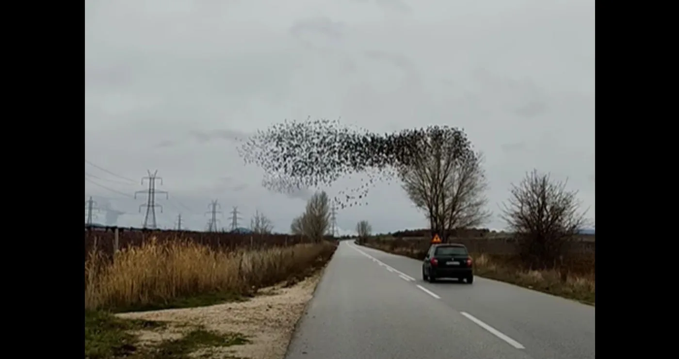 Φιλώτας: Μαγευτικό σμήνος ψαρονιών χόρεψε στον ουρανό