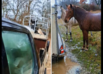 Βίντεο με τη συγκινητική διάσωση αλόγων από πλημμύρα στην Καστοριά: «Στο ποτάμι αυτά, στο ποτάμι και εγώ»