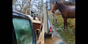 Βίντεο με τη συγκινητική διάσωση αλόγων από πλημμύρα στην Καστοριά: «Στο ποτάμι αυτά, στο ποτάμι και εγώ»