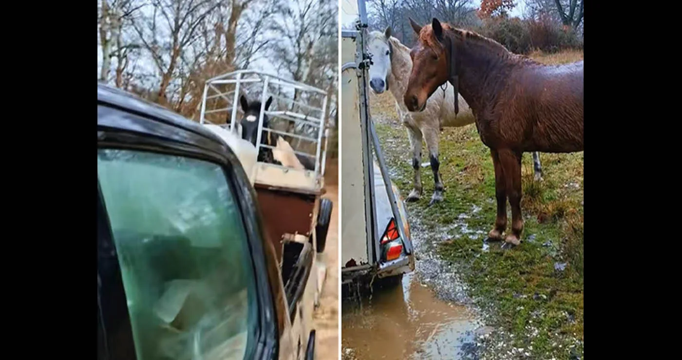 Βίντεο με τη συγκινητική διάσωση αλόγων από πλημμύρα στην Καστοριά: «Στο ποτάμι αυτά, στο ποτάμι και εγώ»
