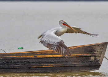 Πρέσπες: Τι έδειξε η έρευνα για τα αίτια που προκάλεσαν τον θάνατο 2.300 αργυροεπελεκάνων από τη γρίπη των πτηνών