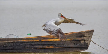 Πρέσπες: Τι έδειξε η έρευνα για τα αίτια που προκάλεσαν τον θάνατο 2.300 αργυροεπελεκάνων από τη γρίπη των πτηνών