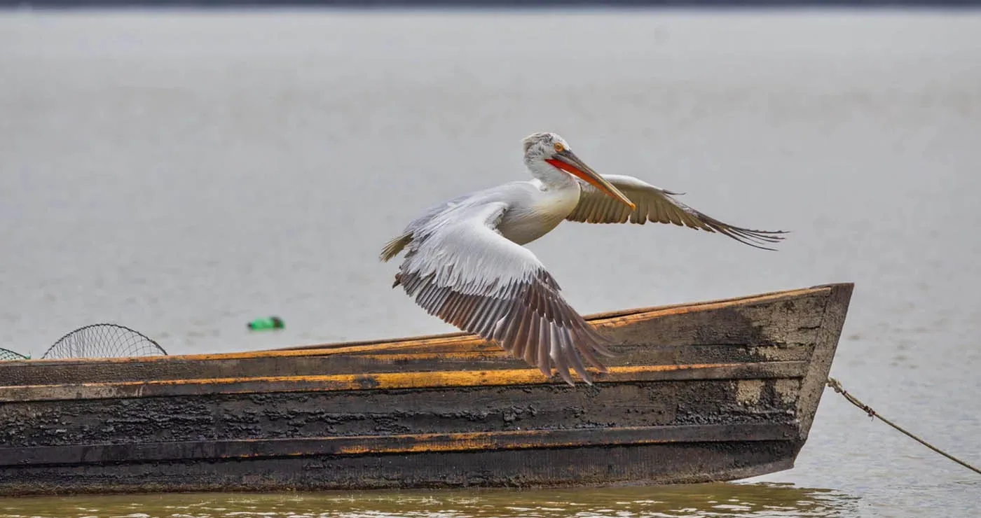 Πρέσπες: Τι έδειξε η έρευνα για τα αίτια που προκάλεσαν τον θάνατο 2.300 αργυροεπελεκάνων από τη γρίπη των πτηνών