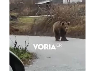 Αναρχία στον… χειμέριο ύπνο από ζωηρή αρκούδα που βολτάρει στην Αναρράχη Εορδαίας (Βίντεο)