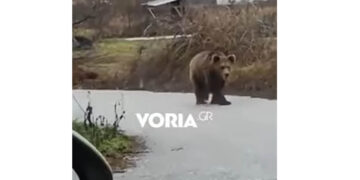 Αναρχία στον… χειμέριο ύπνο από ζωηρή αρκούδα που βολτάρει στην Αναρράχη Εορδαίας (Βίντεο)