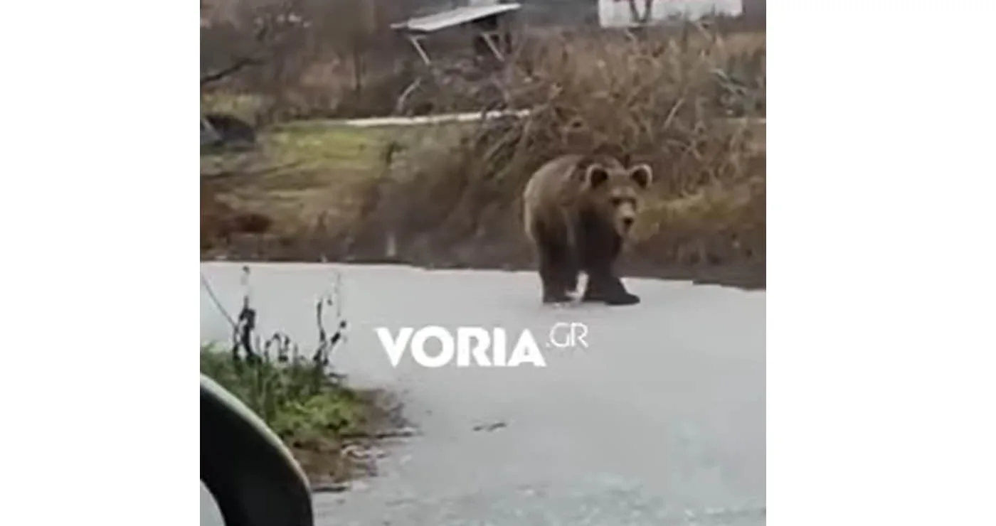 Αναρχία στον… χειμέριο ύπνο από ζωηρή αρκούδα που βολτάρει στην Αναρράχη Εορδαίας (Βίντεο)