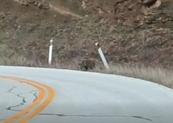 Ο Αρκτούρος για το αρκουδάκι που κινείται στην παλιά Εθνική Οδό Αμυνταίου – Καστοριάς (video)