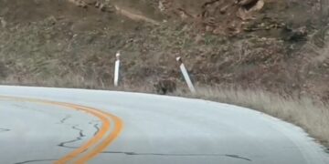 Ο Αρκτούρος για το αρκουδάκι που κινείται στην παλιά Εθνική Οδό Αμυνταίου – Καστοριάς (video)