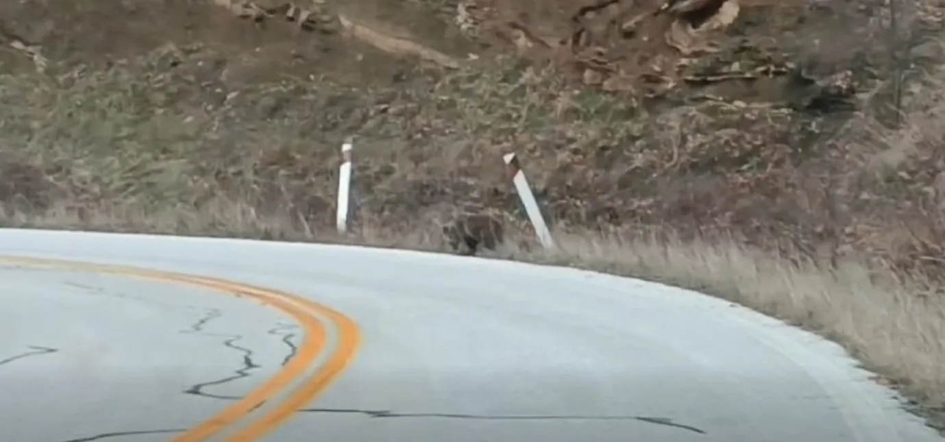 Ο Αρκτούρος για το αρκουδάκι που κινείται στην παλιά Εθνική Οδό Αμυνταίου – Καστοριάς (video)