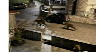 Αρκούδες εισέβαλαν στο Δισπηλιό