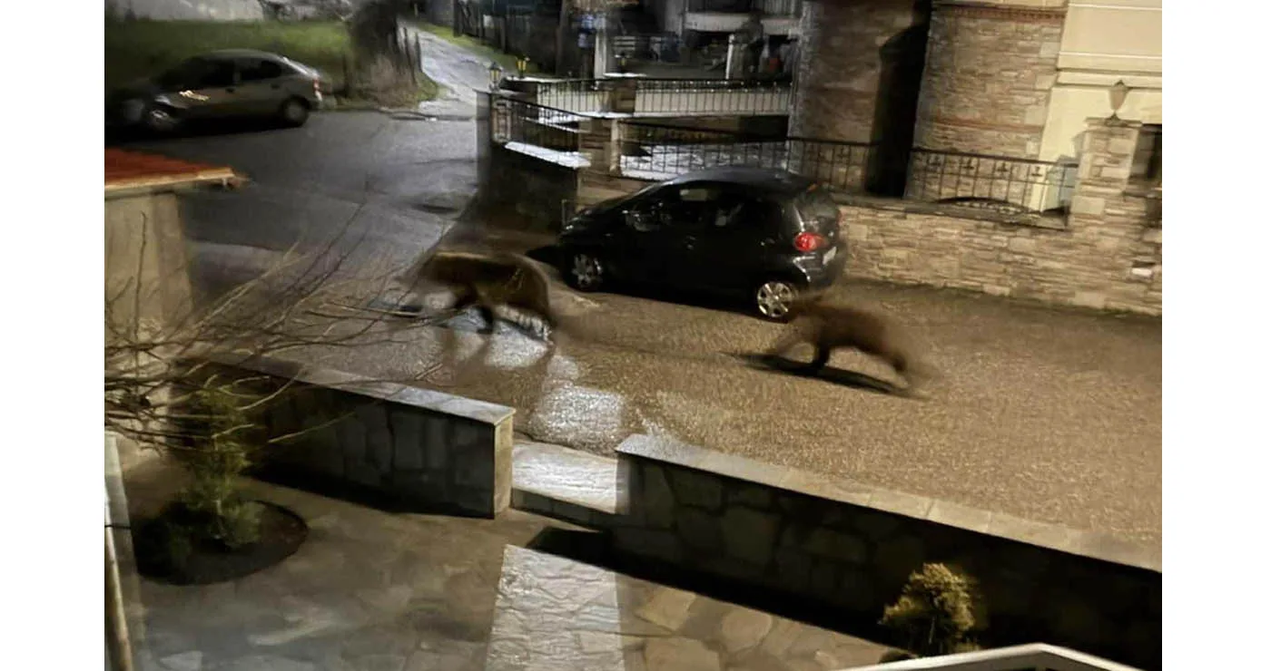 Αρκούδες εισέβαλαν στο Δισπηλιό