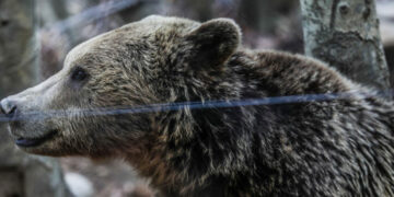 Σε χειμέριο λήθαργο οι αρκούδες στο Νυμφαίο