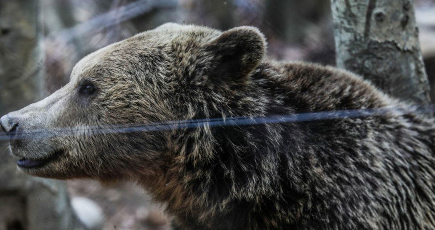 Σε χειμέριο λήθαργο οι αρκούδες στο Νυμφαίο