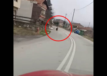 Εμπόριο Εορδαίας: Αρκούδα εμφανίστηκε εντός του χωριού (Βίντεο)