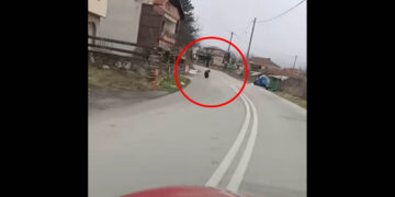 Εμπόριο Εορδαίας: Αρκούδα εμφανίστηκε εντός του χωριού (Βίντεο)