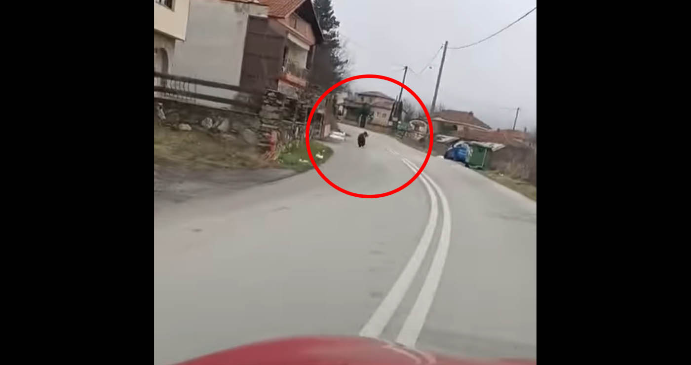 Εμπόριο Εορδαίας: Αρκούδα εμφανίστηκε εντός του χωριού (Βίντεο)