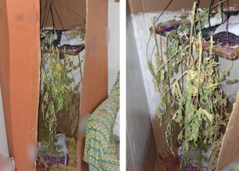 Κοζάνη: 68χρονος είχε 4 δενδρύλλια κάνναβης σε αυτοσχέδιο αποξηραντήριο, 300 σπόρους και άλλες ποσότητες