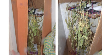 Κοζάνη: 68χρονος είχε 4 δενδρύλλια κάνναβης σε αυτοσχέδιο αποξηραντήριο, 300 σπόρους και άλλες ποσότητες