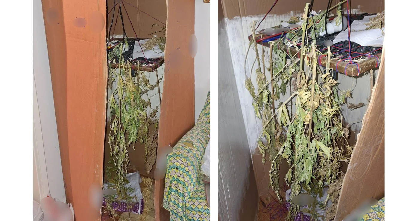 Κοζάνη: 68χρονος είχε 4 δενδρύλλια κάνναβης σε αυτοσχέδιο αποξηραντήριο, 300 σπόρους και άλλες ποσότητες