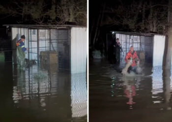 Διάσωση 4 σκύλων από την Πυροσβεστική σε πλημμύρα στους Μανιάκους Καστοριάς (Βίντεο)