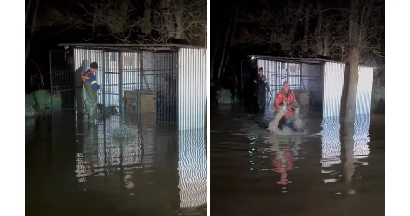 Διάσωση 4 σκύλων από την Πυροσβεστική σε πλημμύρα στους Μανιάκους Καστοριάς (Βίντεο)
