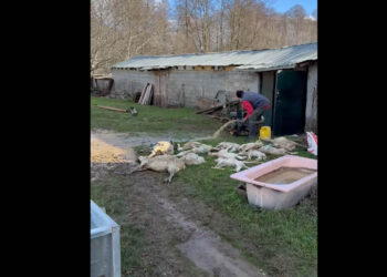 Καταστροφή στην Καστοριά – Πλημμύρες με απώλειες ζωικού κεφαλαίου